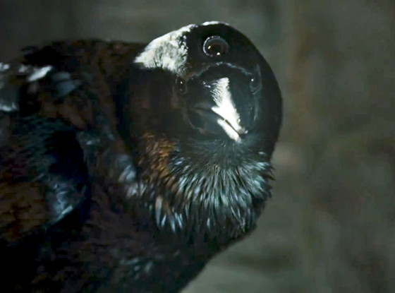 Raven, Game of Thrones Raven, Game of Thrones